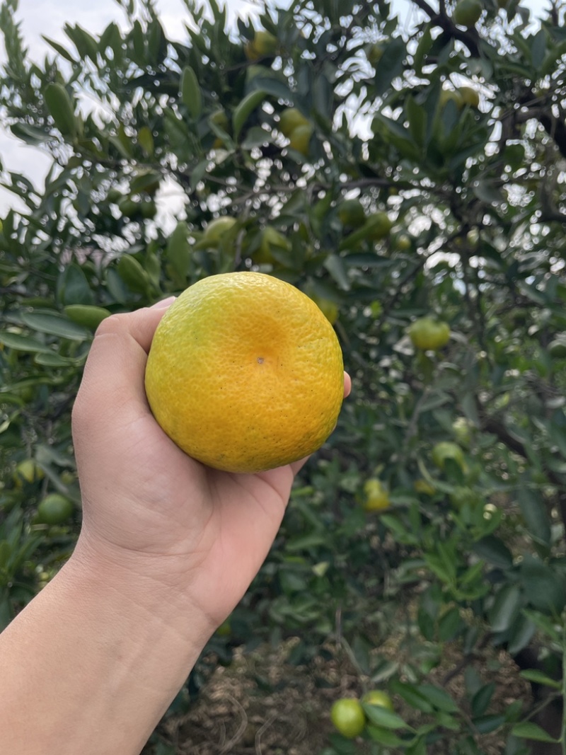 蜜橘现货200万斤，纯甜无酸，口感细腻，大量上市