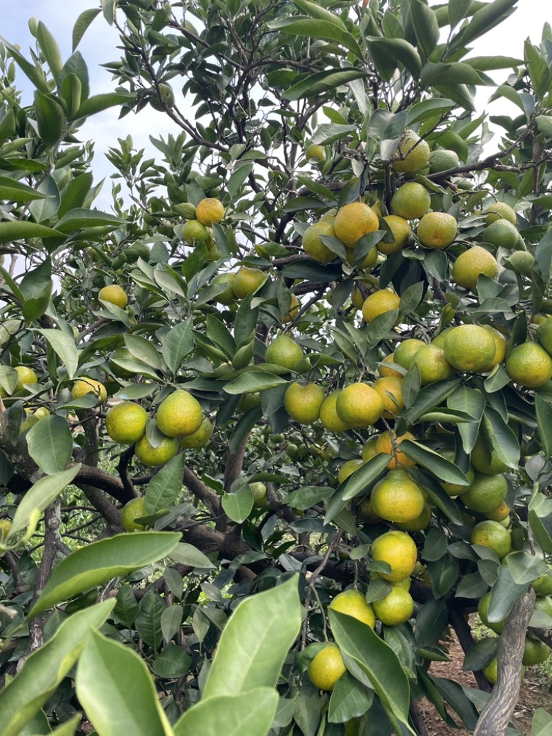 蜜橘现货200万斤，纯甜无酸，口感细腻，大量上市