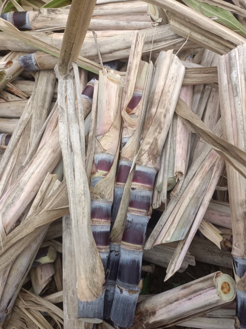 黑皮甘蔗苗，广西黑皮甘蔗种苗批发对接全国种植户