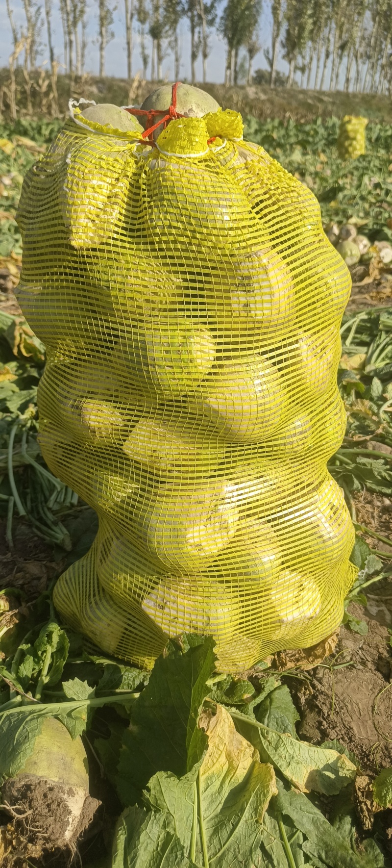 芥菜疙瘩产地直发无黑心空心