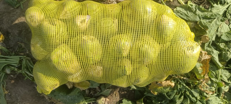 芥菜疙瘩产地直发无黑心空心