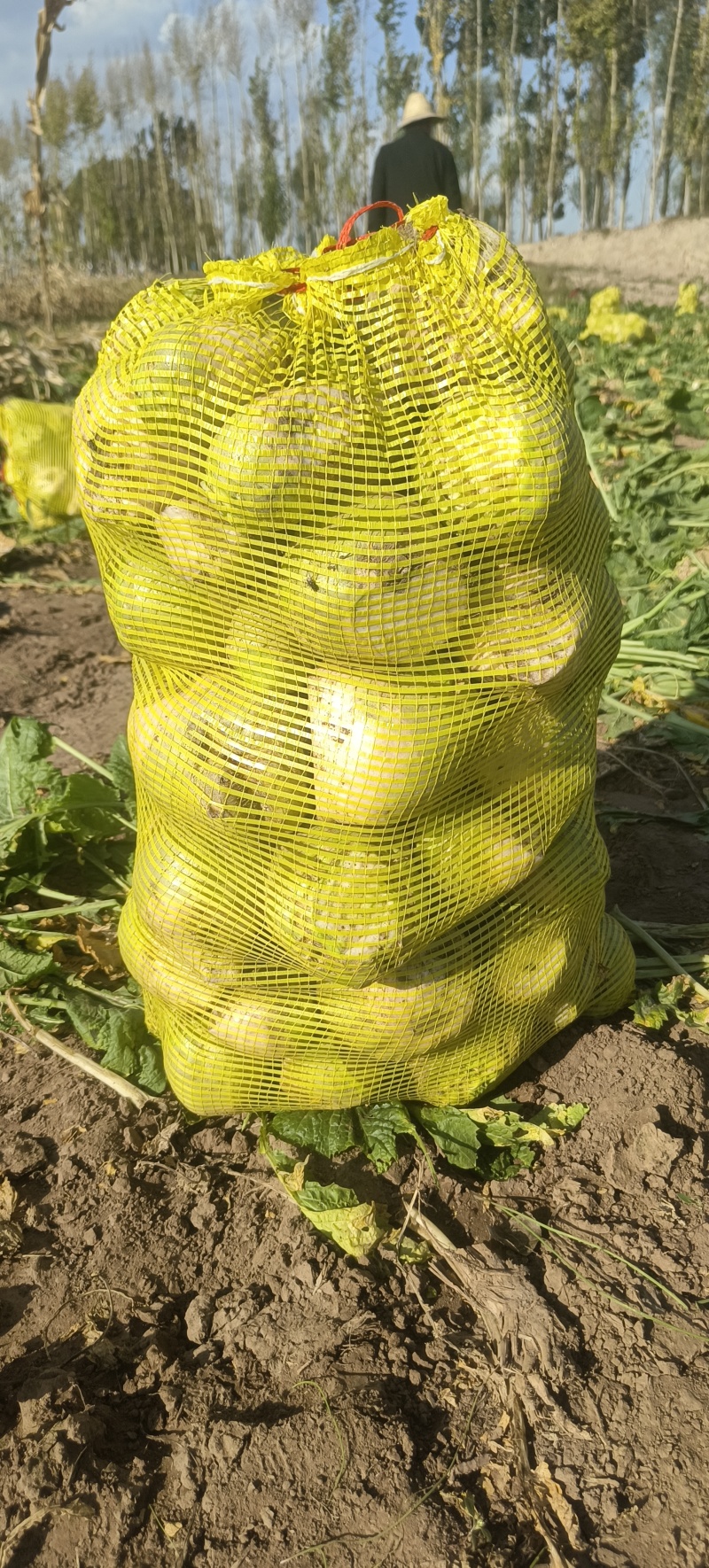 芥菜疙瘩产地直发无黑心空心
