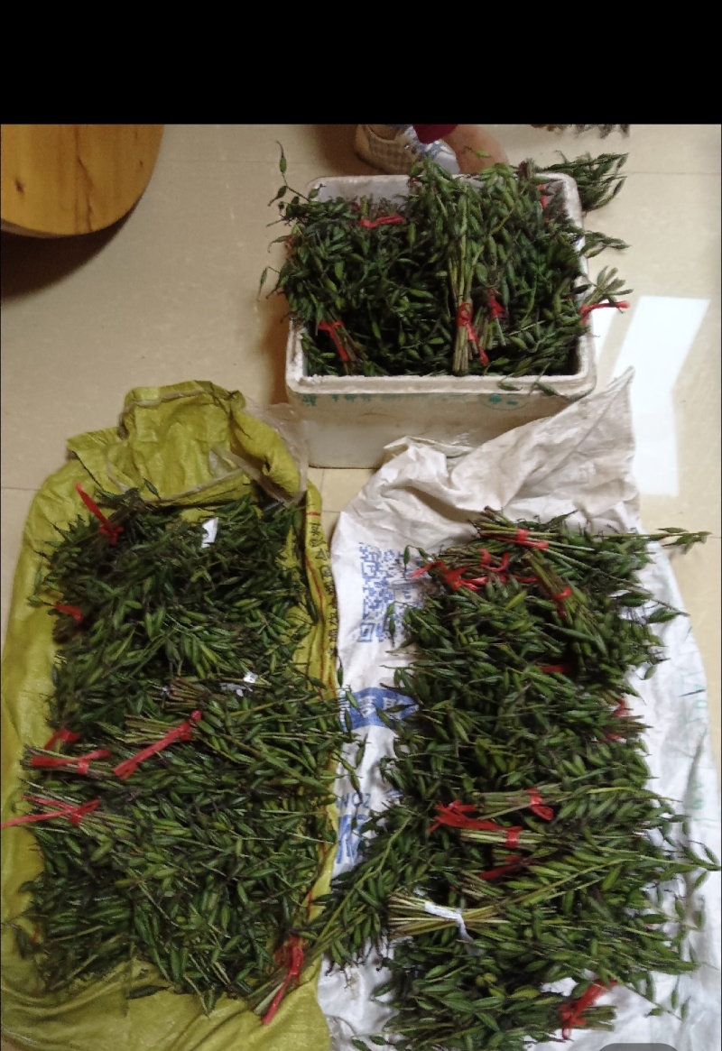 毛慈姑果夹，毛慈姑种子，紫花毛慈姑种子，基地直发！
