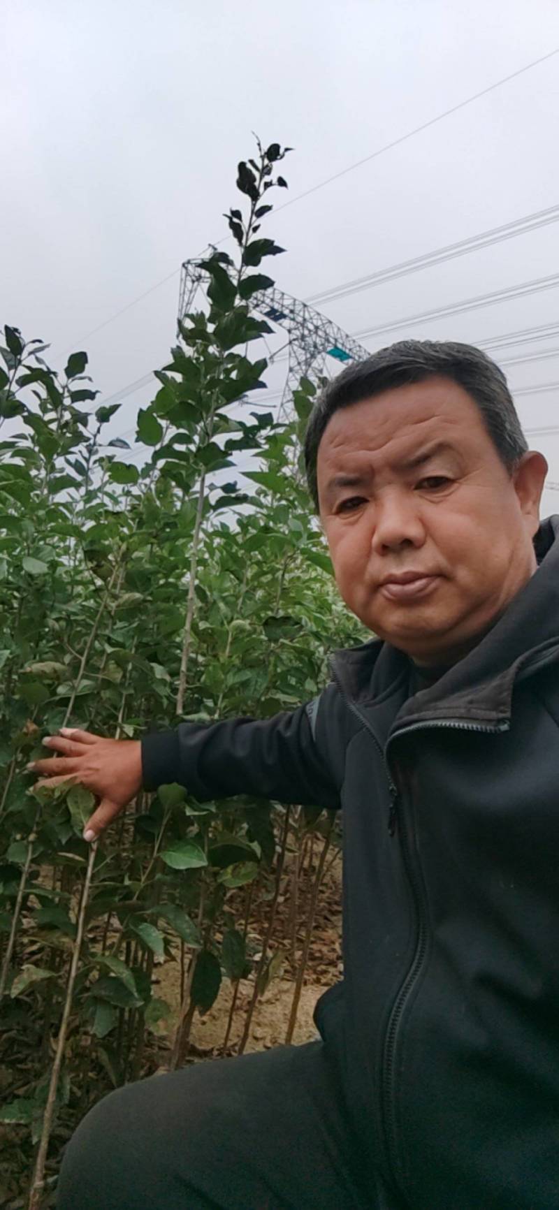 海棠砧木苗，海棠苗苹果实生苗苹果砧木苗
