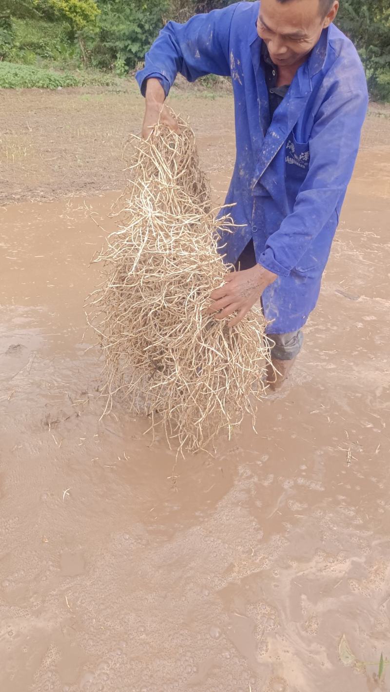 精品鱼腥草批发