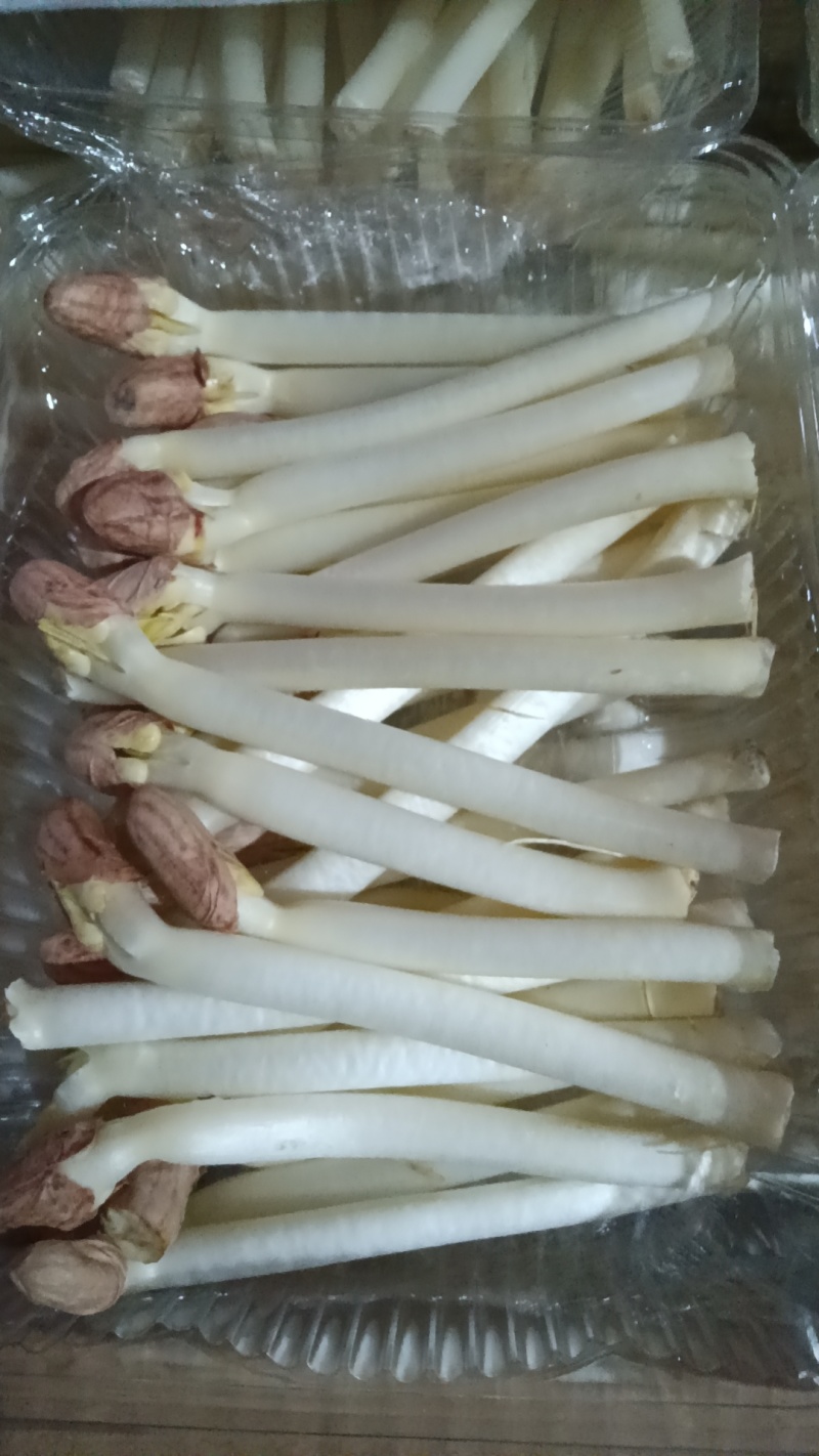 花生芽
