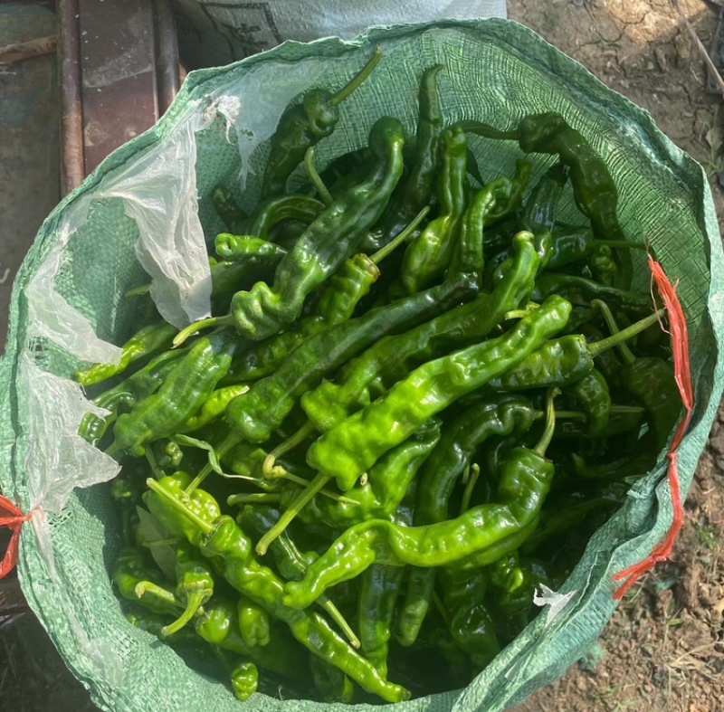 精品皱皮椒安徽皱皮椒保质保量可供市场商超电商