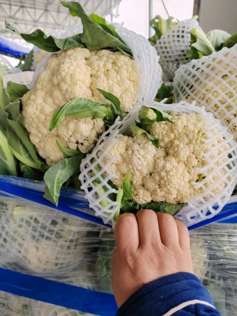 精品菜花白面青梗大量有货对接电商市场社区团购
