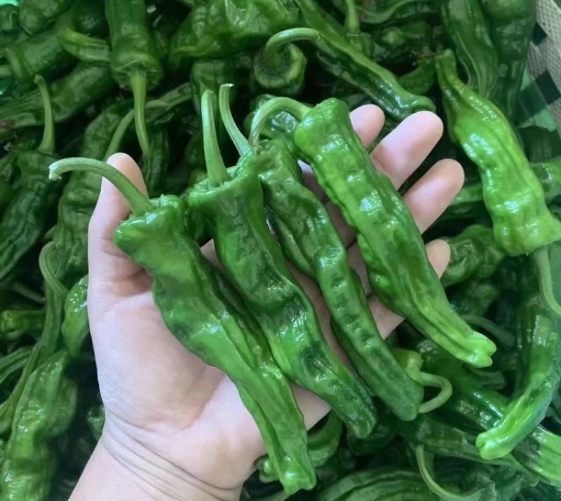 精品皱皮辣椒大量供应电商社区市场全国代发