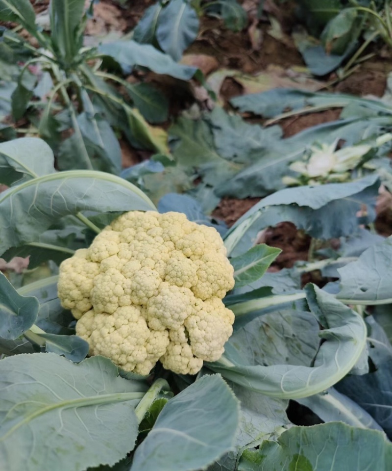 精品菜花白面青梗松花菜万亩基地对接加工厂市场电商代发全国