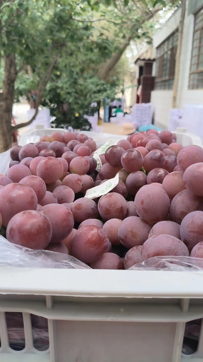 敦煌精品红提葡萄冷库货，大量供应欢迎来电联系