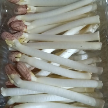 花生芽