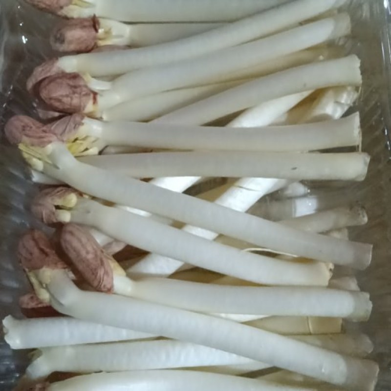 花生芽