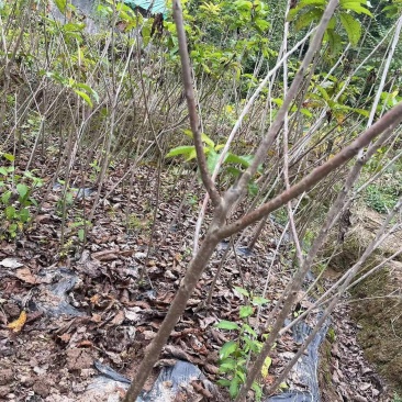 【推荐】车厘子苗