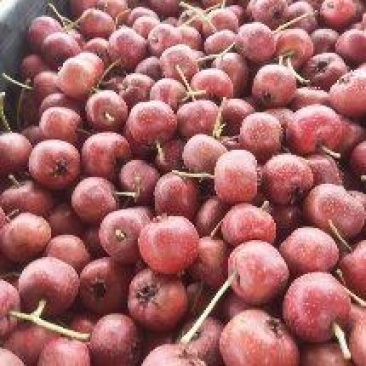 祁县山楂，硬度红度个头相当好