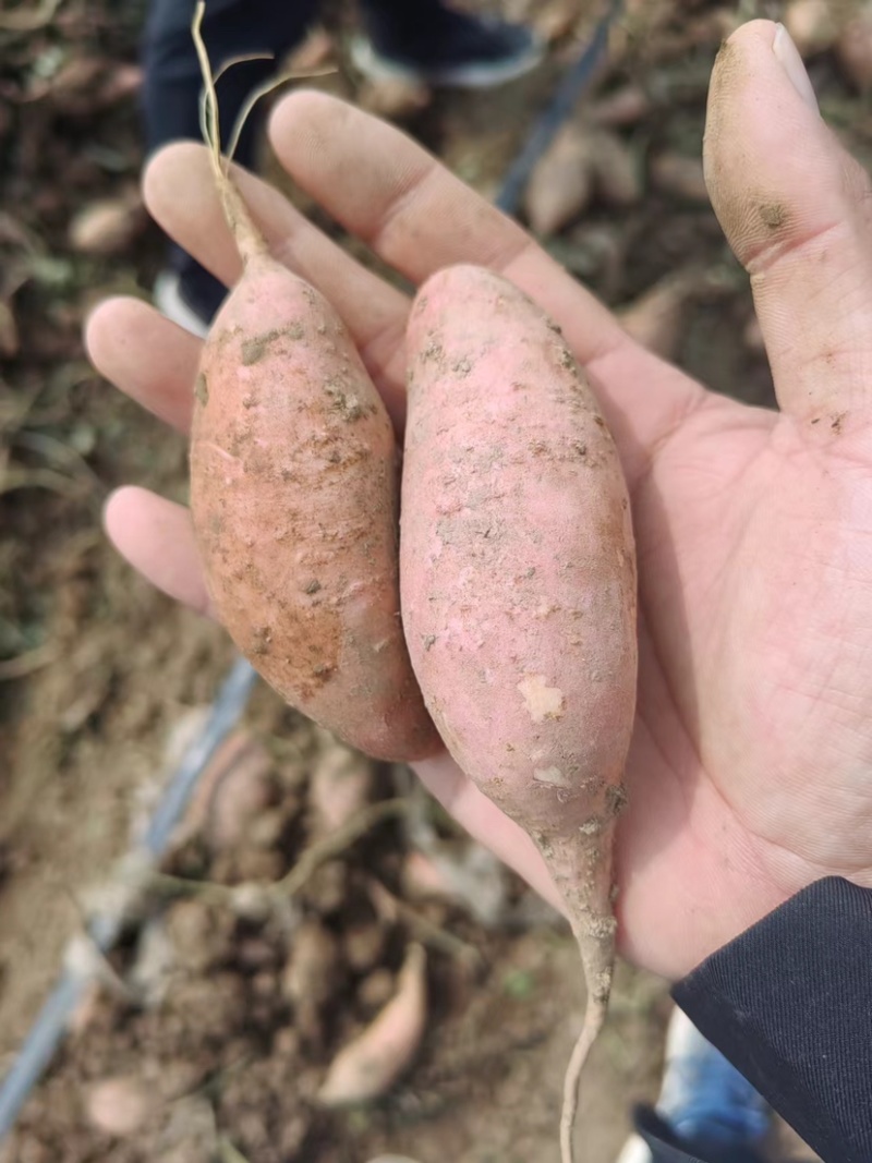 龙薯9号红薯大量上市全国发货量大从优电话联系