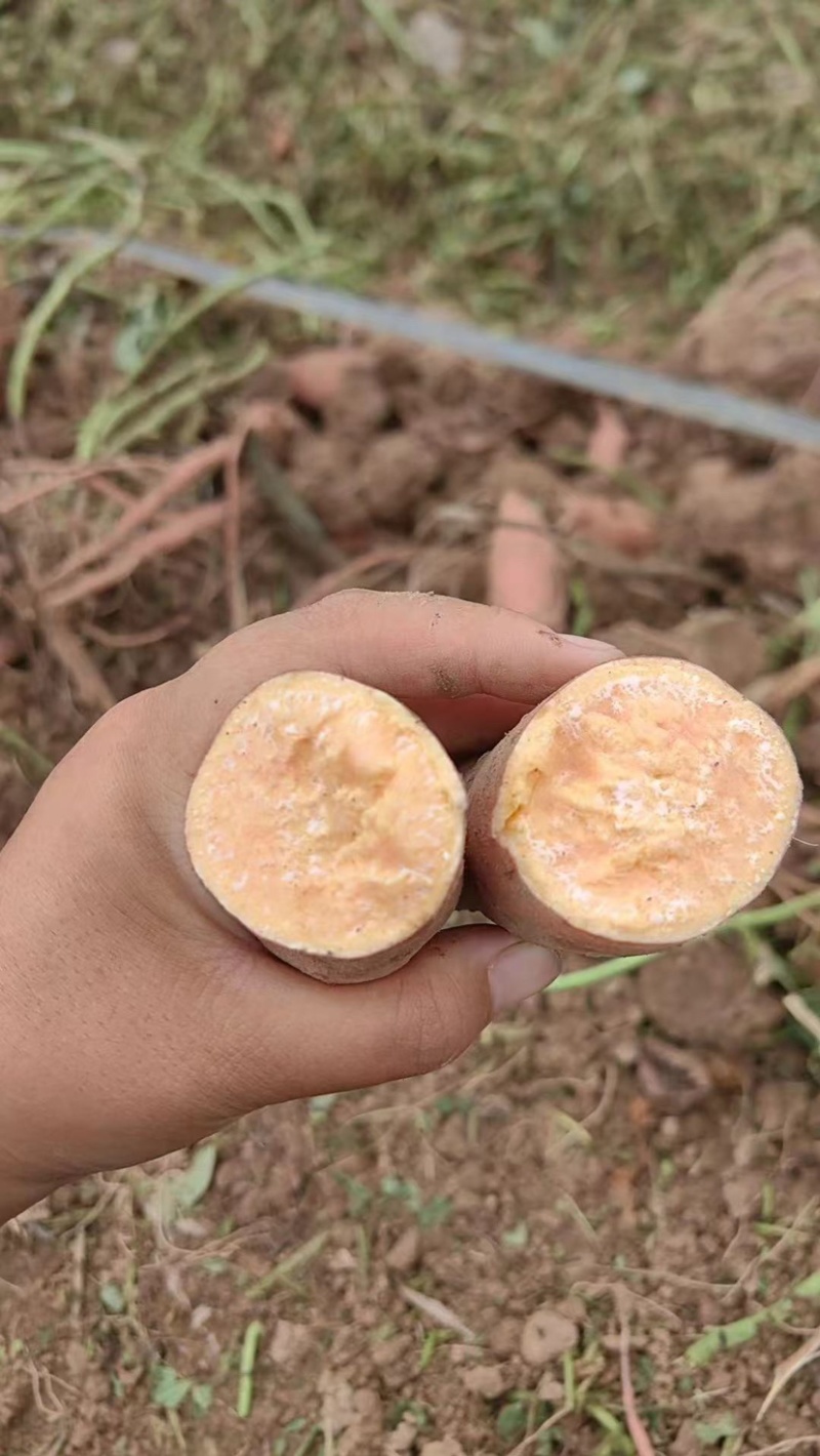 龙薯9号红薯大量上市全国发货量大从优电话联系
