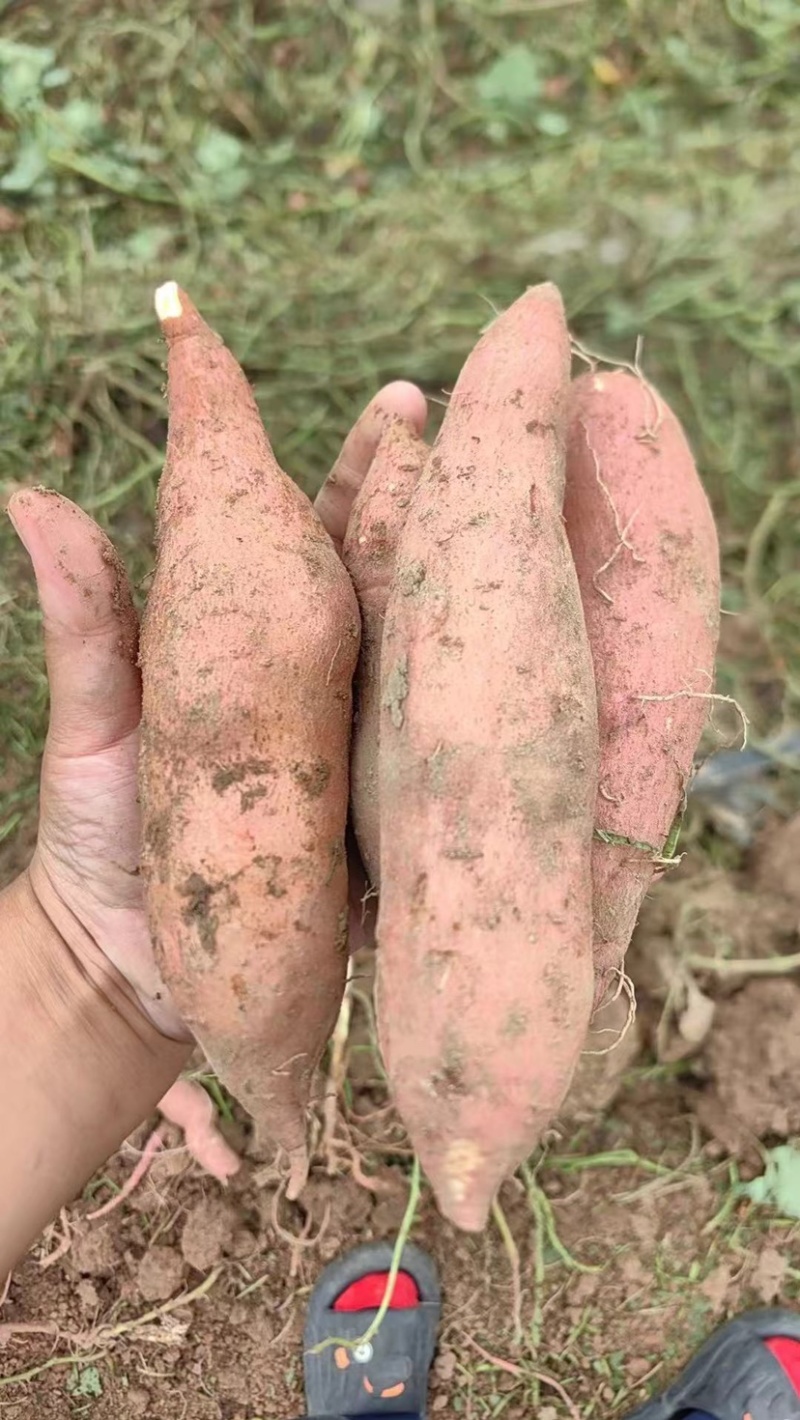 龙薯9号红薯大量上市全国发货量大从优电话联系