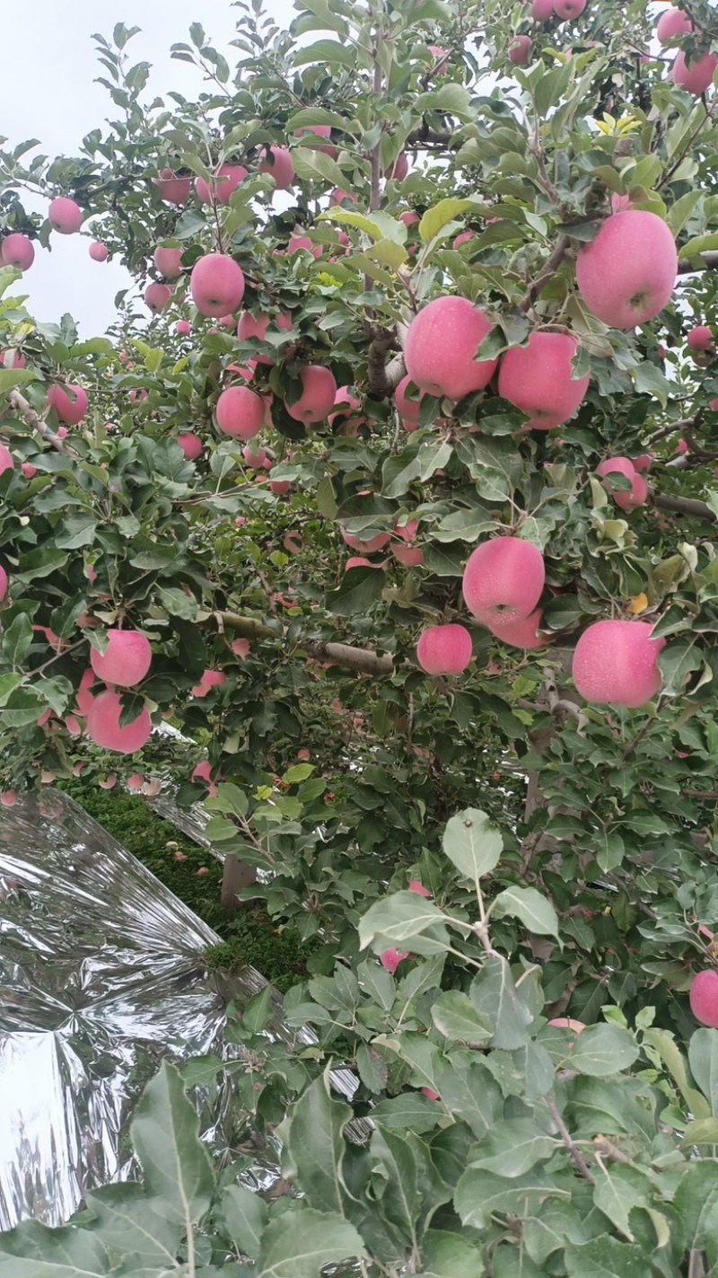 精品红富士苹果，甘肃现货供应，冷库货，对接全国市场批发