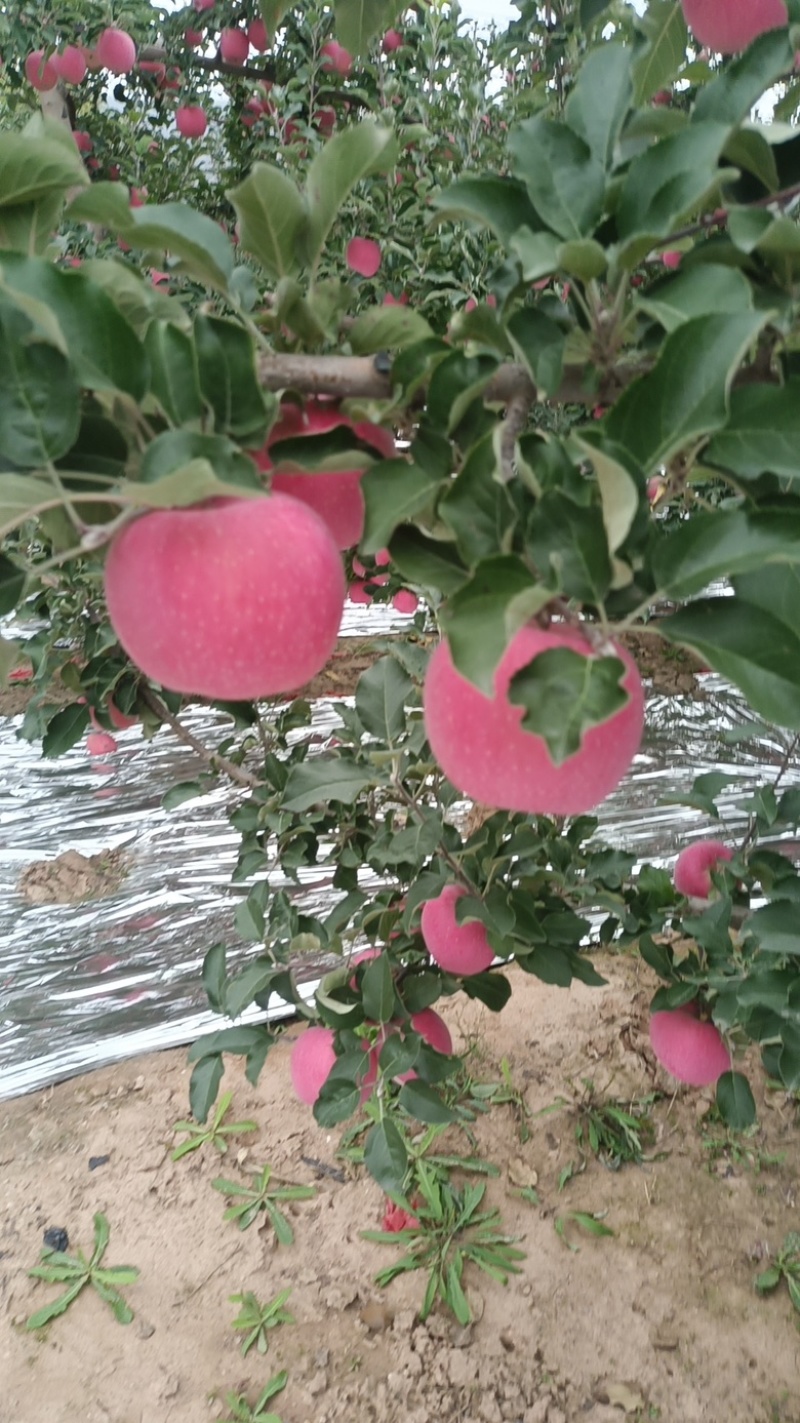 精品红富士苹果，甘肃现货供应，冷库货，对接全国市场批发