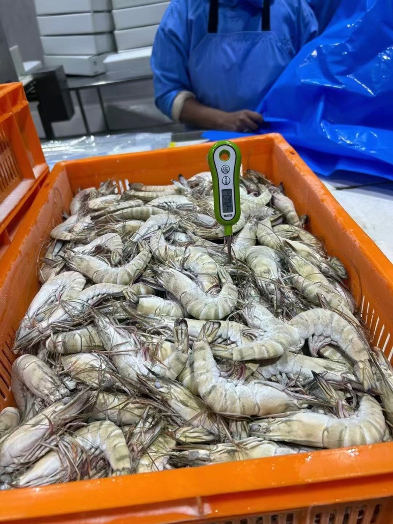 黑虎虾，价格便宜，货源充足，规格齐全，欢迎选购咨询