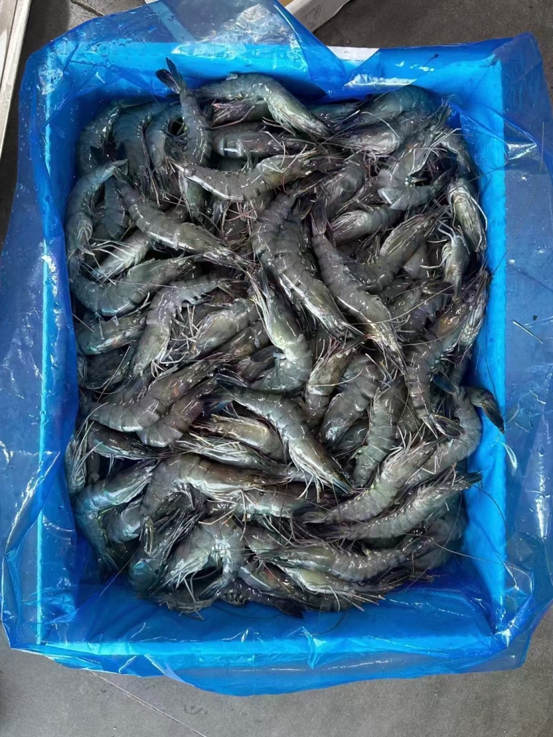 黑虎虾，价格便宜，货源充足，规格齐全，欢迎选购咨询