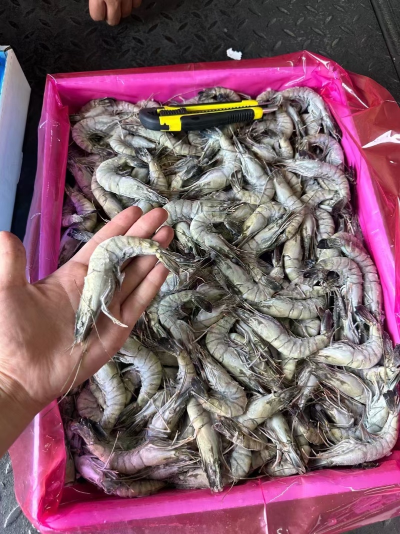 黑虎虾，价格便宜，货源充足，规格齐全，欢迎选购咨询