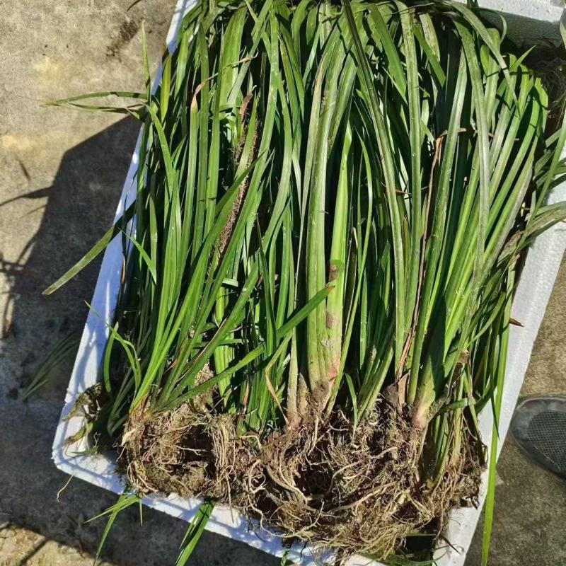 红心大叶石菖蒲3年的籽育苗0.6大别山品种基地直发