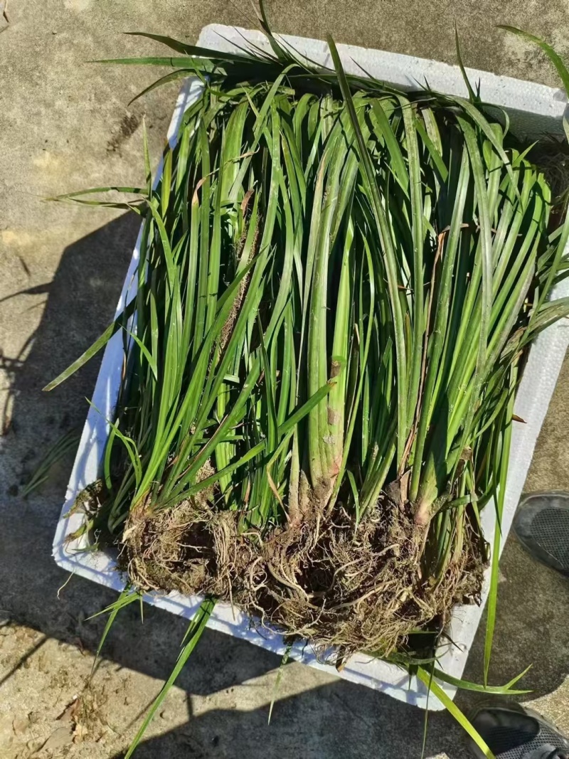 红心大叶石菖蒲3年的籽育苗0.6大别山品种基地直发