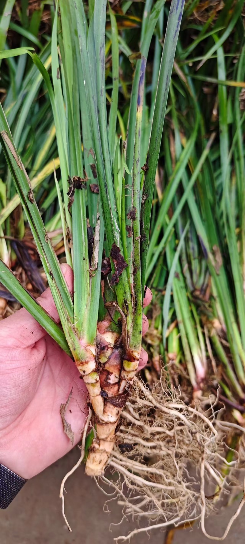 红心大叶石菖蒲3年的籽育苗0.6大别山品种基地直发
