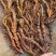 红心大叶石菖蒲3年的籽育苗0.6大别山品种基地直发