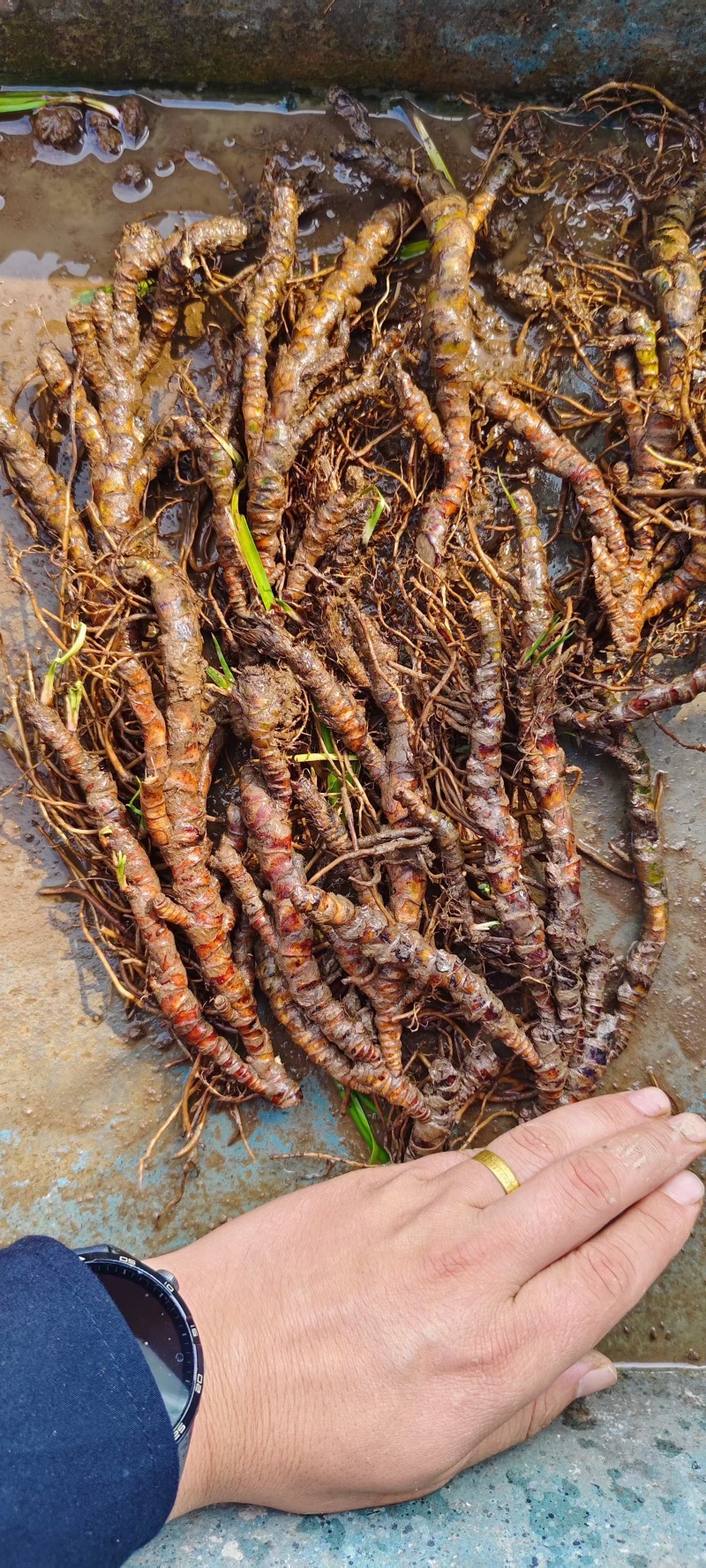 红心大叶石菖蒲3年的籽育苗0.6大别山品种基地直发