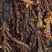 红心大叶石菖蒲3年的籽育苗0.6大别山品种基地直发