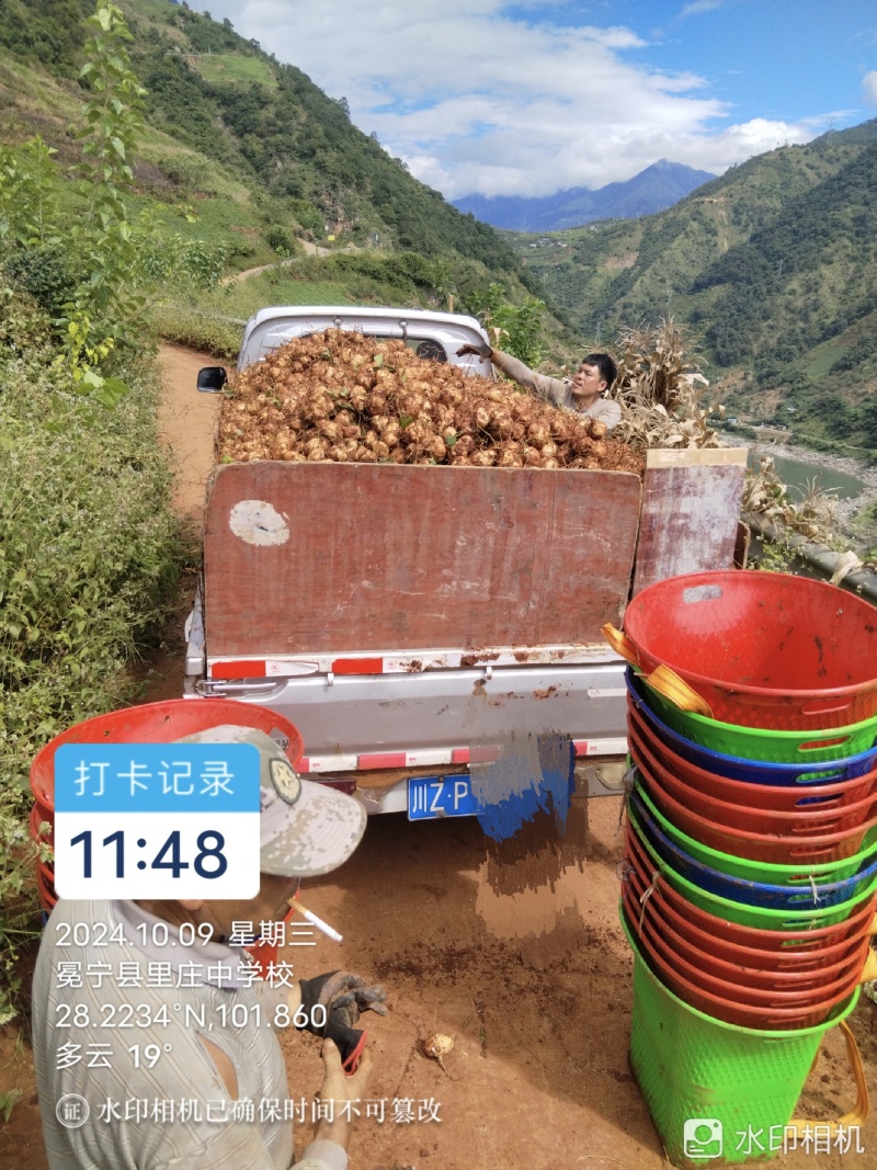 感谢老板的到来，还需要地瓜的老板欢迎联系