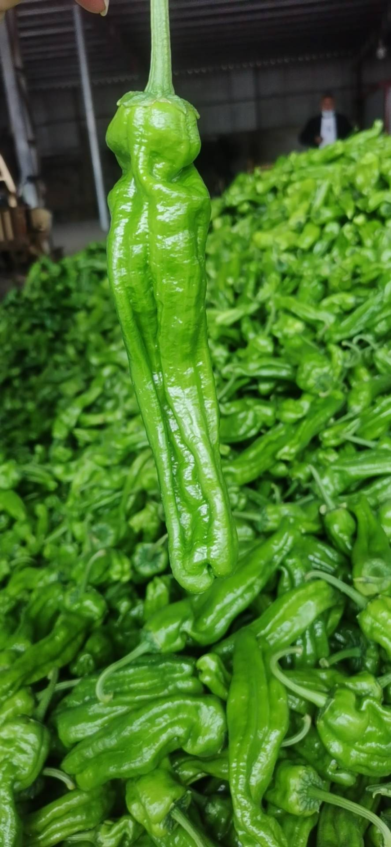 山东青椒辣椒精品芜湖薄皮辣椒，颜色鲜亮，个头均匀
