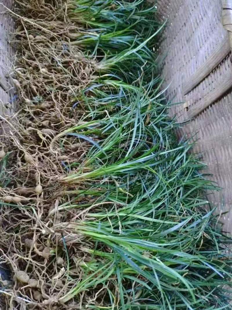 大叶麦冬3年籽育苗药典品种提供技术+回收