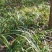 红心大叶石菖蒲3年的籽育苗0.6大别山品种基地直发