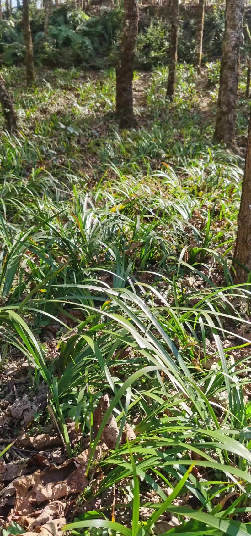 红心大叶石菖蒲3年的籽育苗0.6大别山品种基地直发