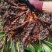 红心大叶石菖蒲3年的籽育苗0.6大别山品种基地直发