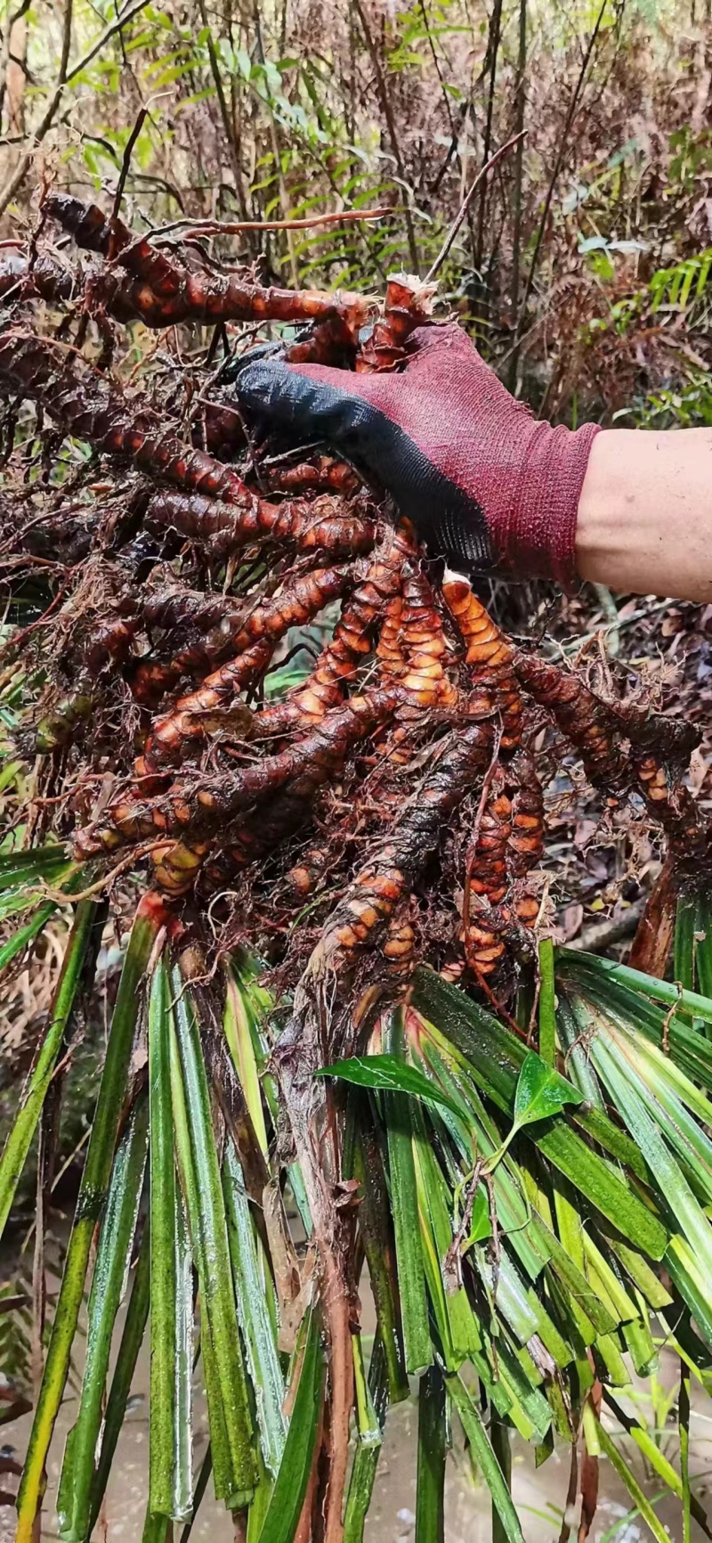 红心大叶石菖蒲3年的籽育苗0.6大别山品种基地直发