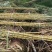云南黄金甘蔗大量上市甜度高水分足专业对接市场电商