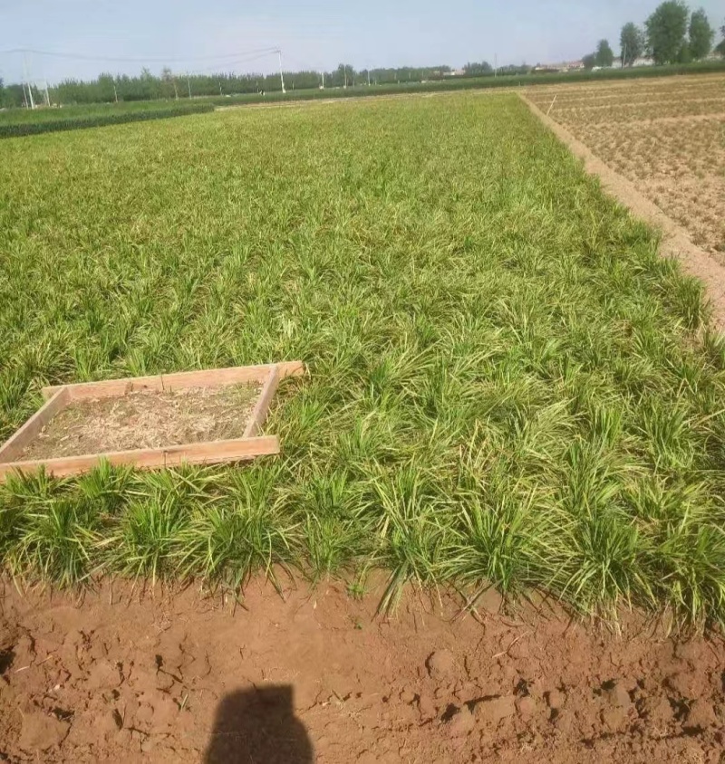 大叶麦冬3年籽育苗药典品种提供技术+回收