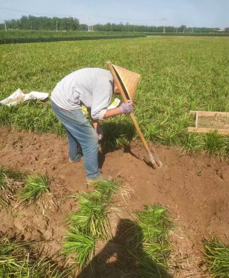大叶麦冬3年籽育苗药典品种提供技术+回收