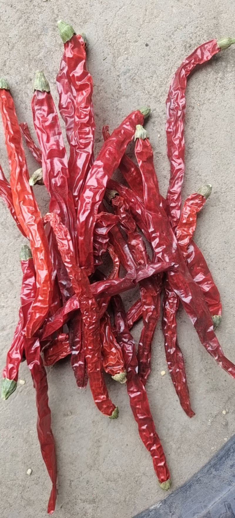 二荆条干辣椒去把精品货干辣椒大量供应全年有货欢迎来
