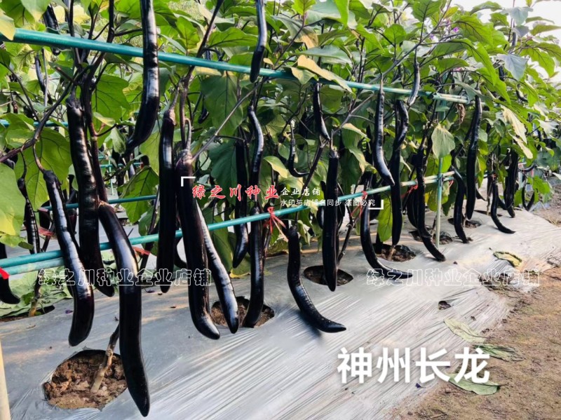龙盛长茄种子神州长龙细长条茄子种子油黑亮丽口感好籽少