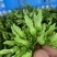 夜香花，小青花