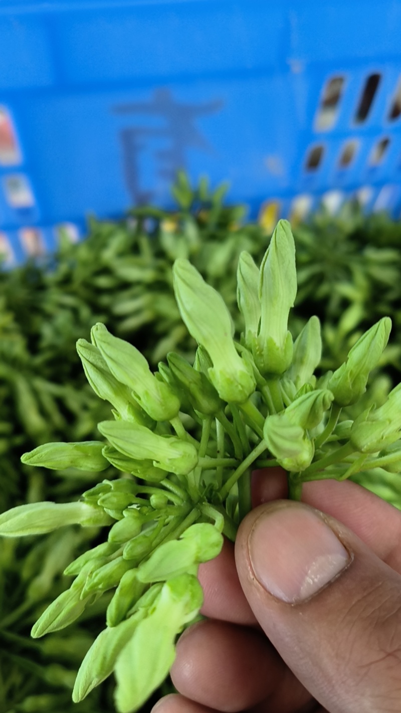 夜香花，小青花