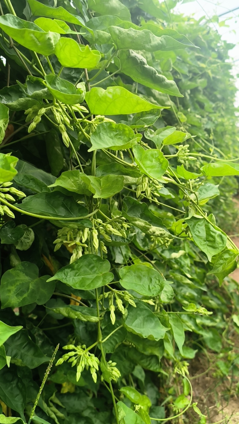 夜香花，小青花