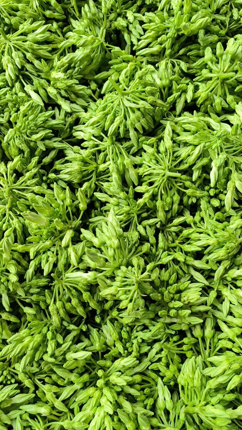 夜香花，小青花