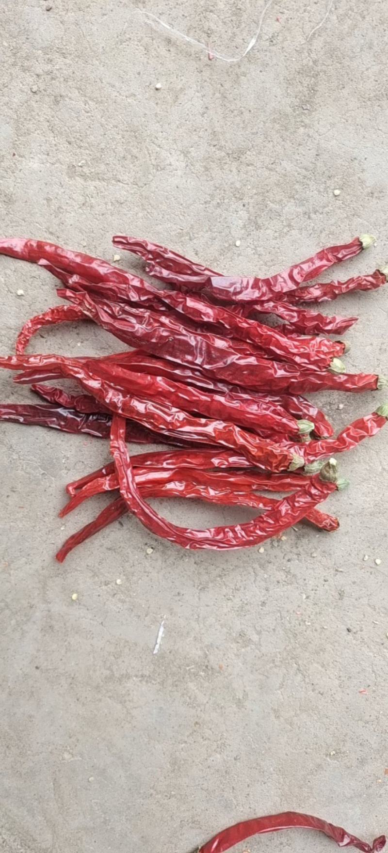二荆条干辣椒去把精品货干辣椒大量供应全年有货欢迎来